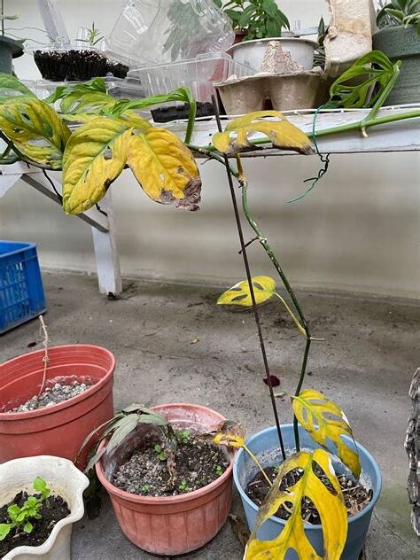 龜背芋 枯黃